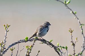 Sparrow, Song, 2025-05087599 Parker River NWR, MA